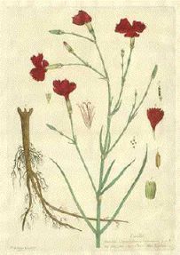 Gilly-Flow'r - Dianthus caryophyllus - гвоздика голландская (ремонтантная)